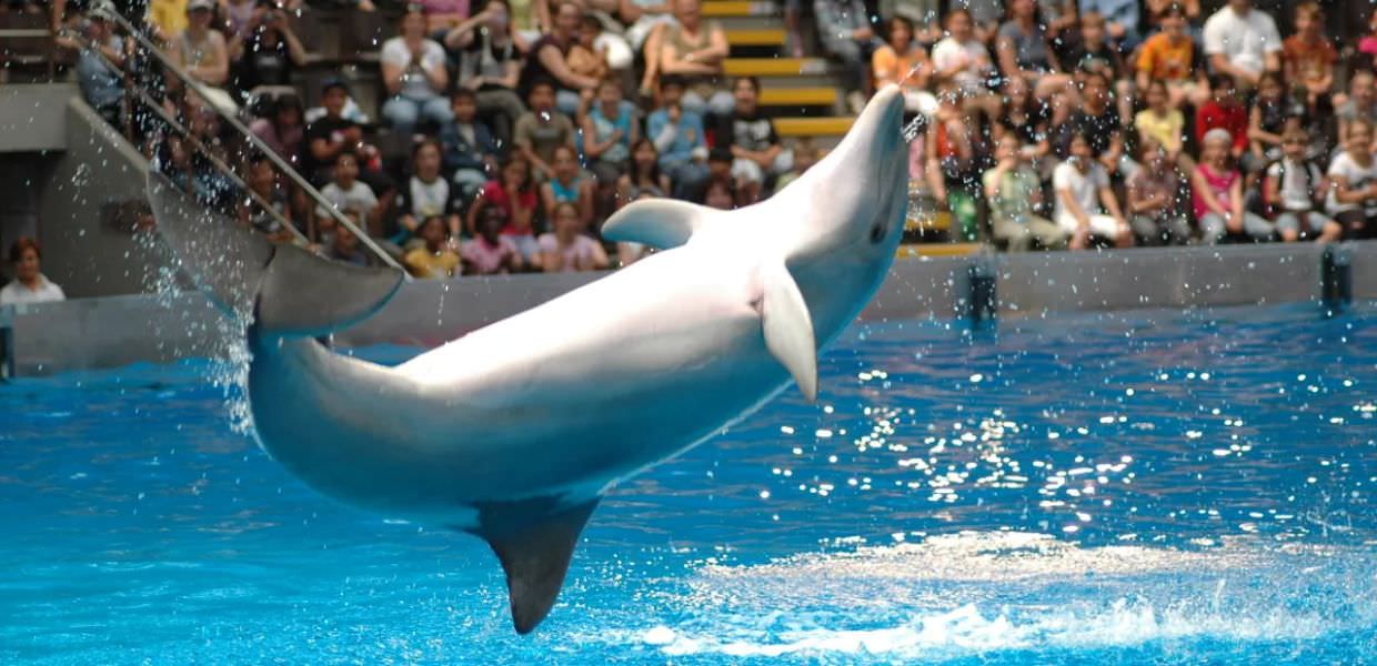 Stop ai delfinari in Belgio: la svolta storica per tutelare gli animali