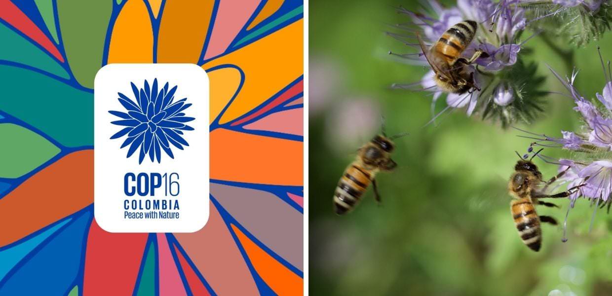 Biodiversità, la COP16 sbarca a Roma dal 25 al 27 febbraio 2025