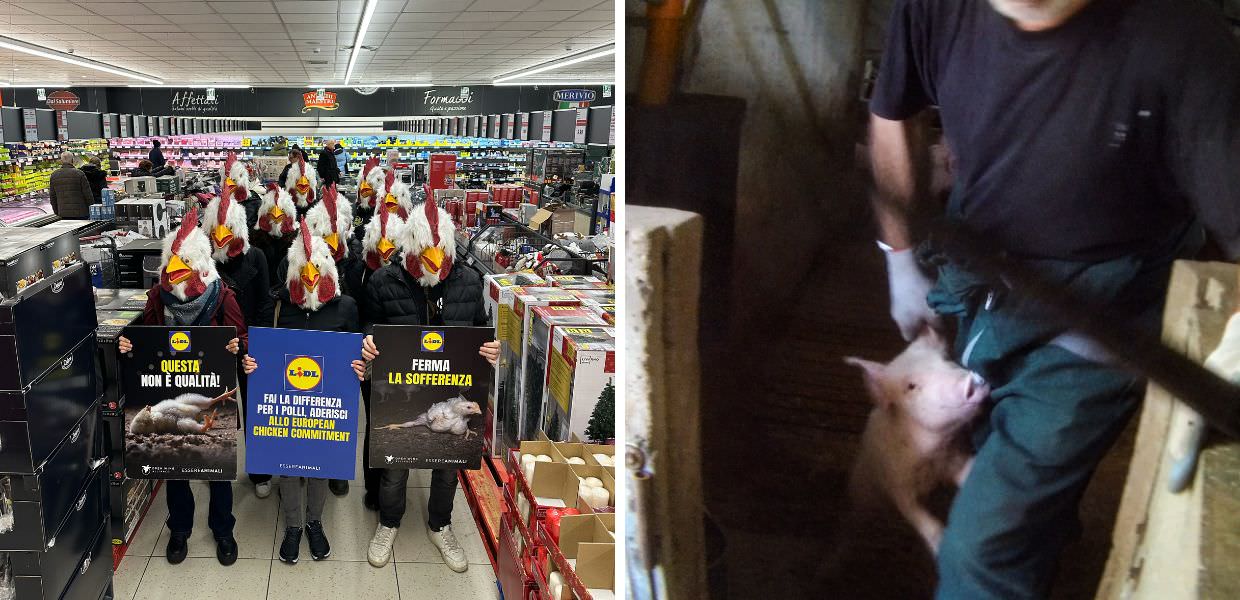 Milano, attivisti di Essere Animali travestiti da polli in supermercato Lidl
