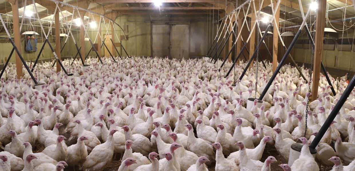 Allevamenti intensivi, arriva il nuovo allarmante report di Greenpeace Italia