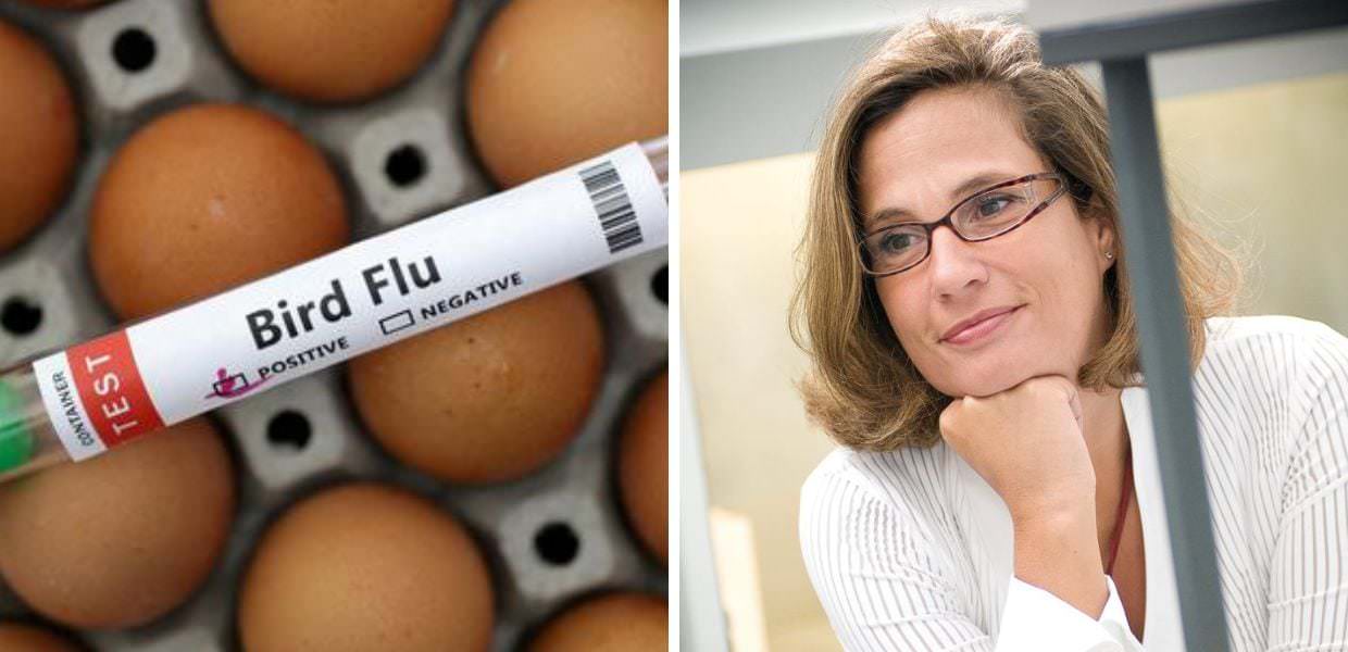 Influenza aviaria, l'allarme di Ilaria Capua: "Siamo seduti su una bomba a orologeria"