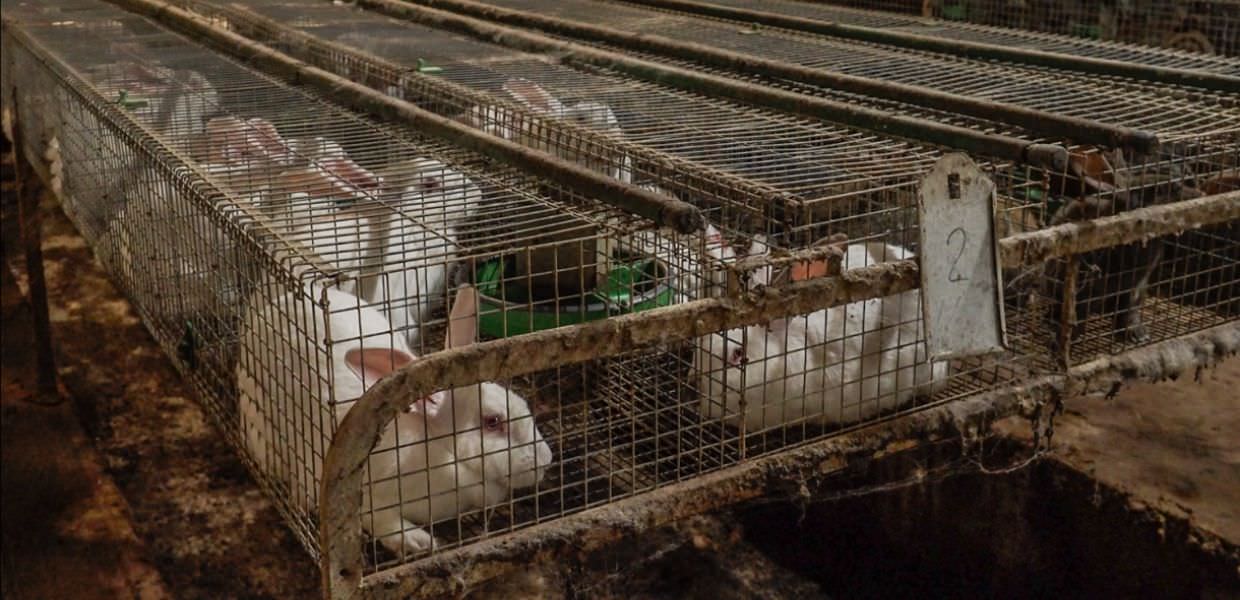 Ecco come vivono i conigli negli allevamenti intensivi italiani
