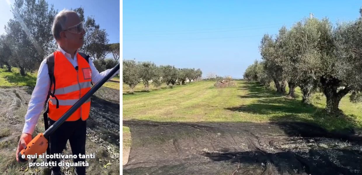 roberto gualtieri olive olio roma