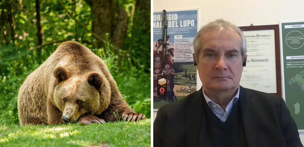 Orsi in Trentino: abbattimento o trasferimento?