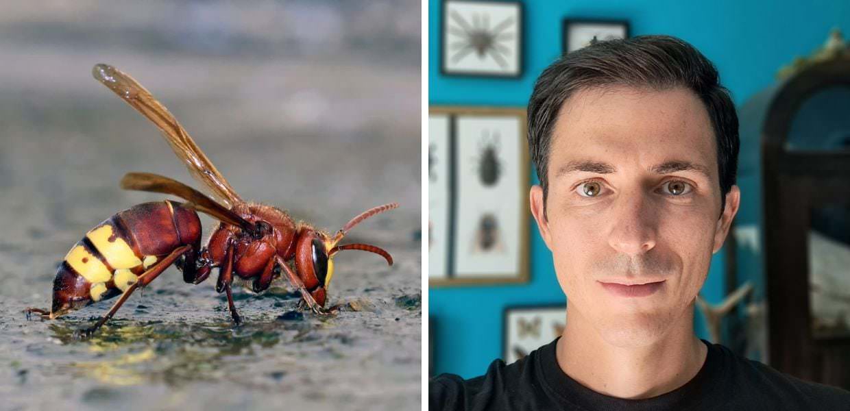 Vespe orientalis a Roma, il naturalista: "Basta allarmismi"