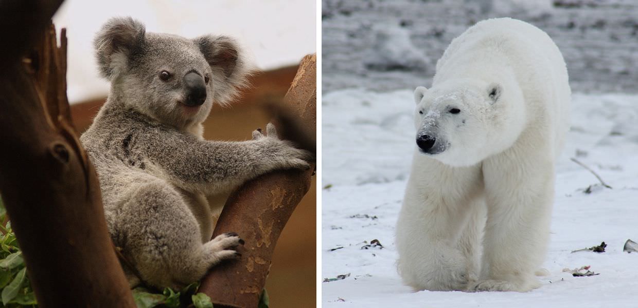 WWF, al via la Campagna "A Natale regala il futuro"