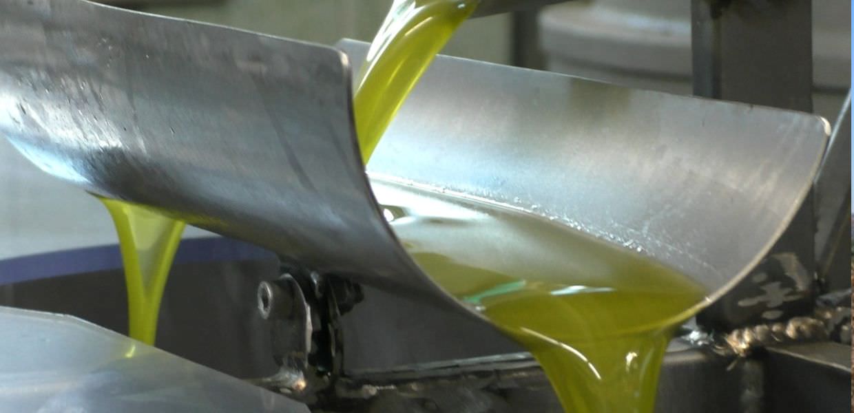 Cibo, ottima annata per olio extravergine umbro, ma resa olive non eccellente