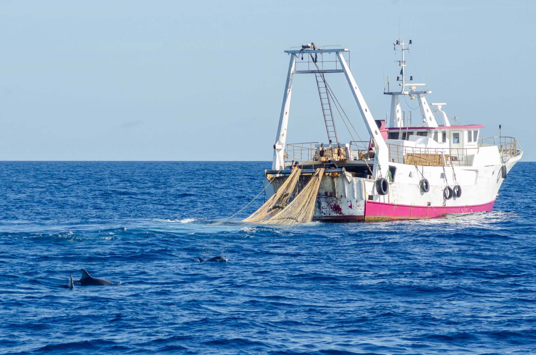 Delfini spiaggiati, con dissuasori acustici -50% di interazioni con l'uomo