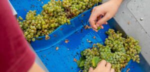 Umbria, spumanti, prodotte 60mila bottiglie all’anno, foto uva