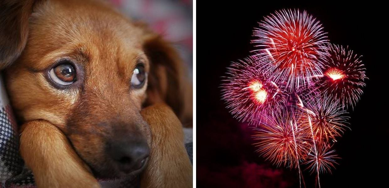 Animali, LAV: "Il 94% degli italiani è contrario ai botti di Capodanno"