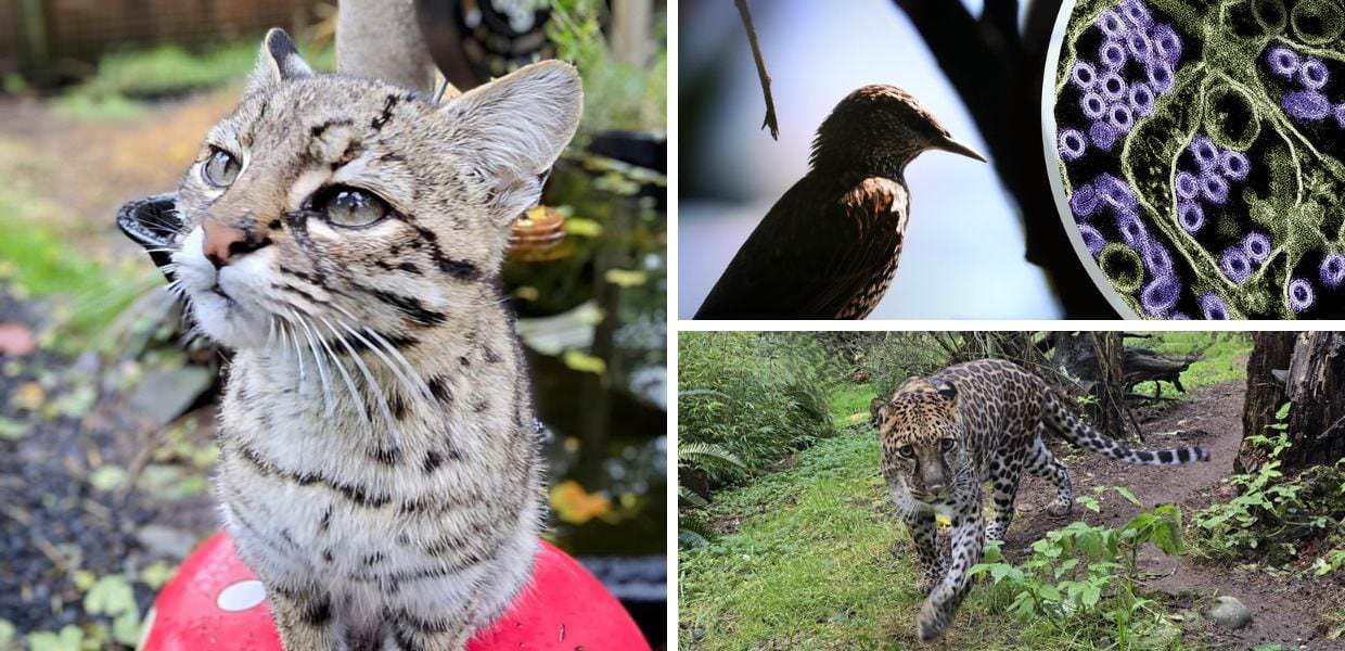 aviaria usa felini gatti