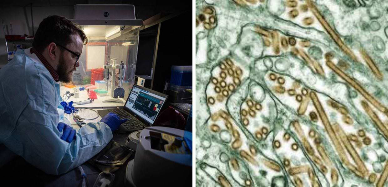 aviaria virus mutato paziente