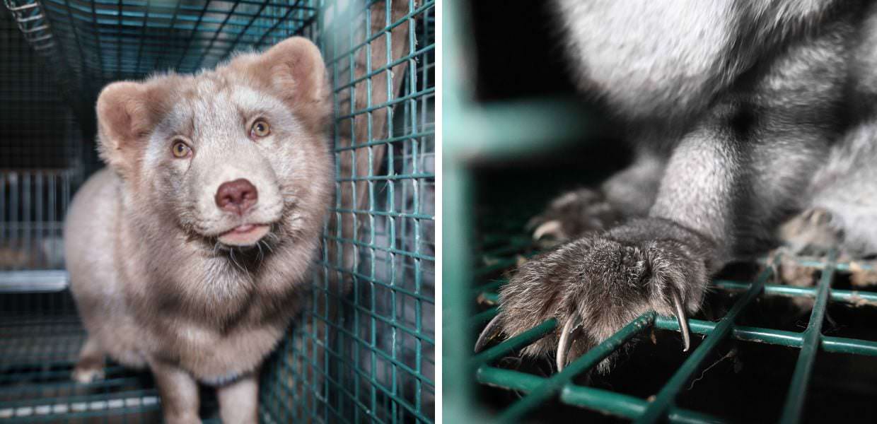 Finlandia, ecco l'orrore negli allevamenti di animali da pelliccia | VIDEO