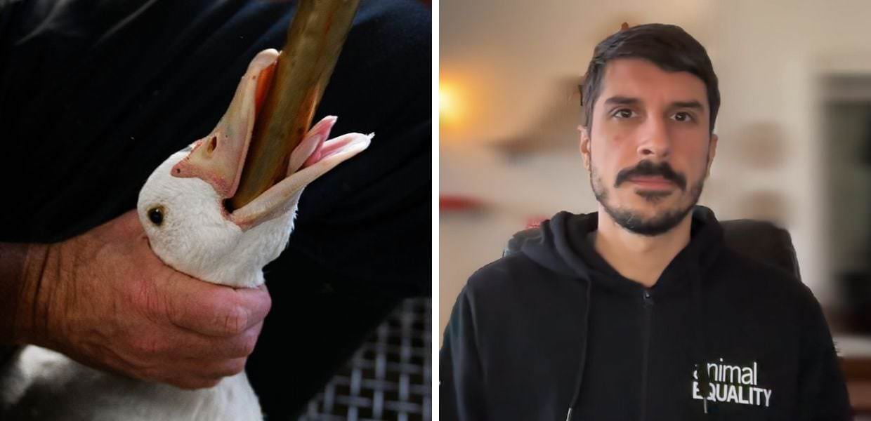 Giornata internazionale dei diritti degli animali, tante promesse ma pochi fatti