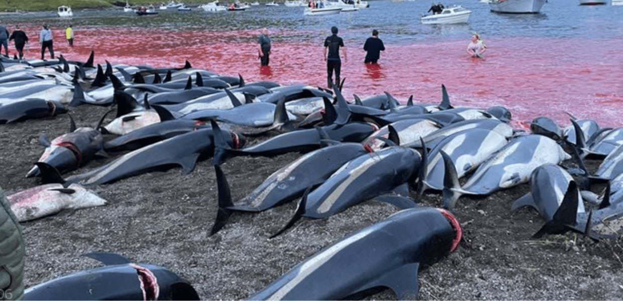 Ok alla caccia alle balene in Islanda fino al 2029