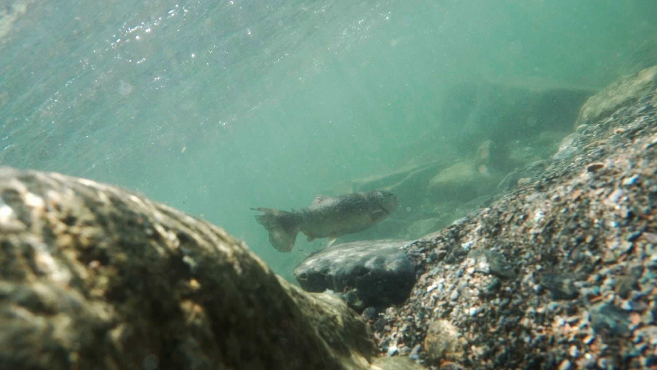 mesohabsim fiumi italia marco merola 2 scaled