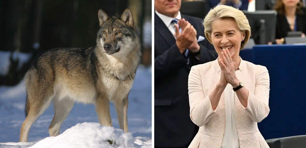 UE, il lupo diventa meno protetto. von der Leyen: "Una buona notizia"