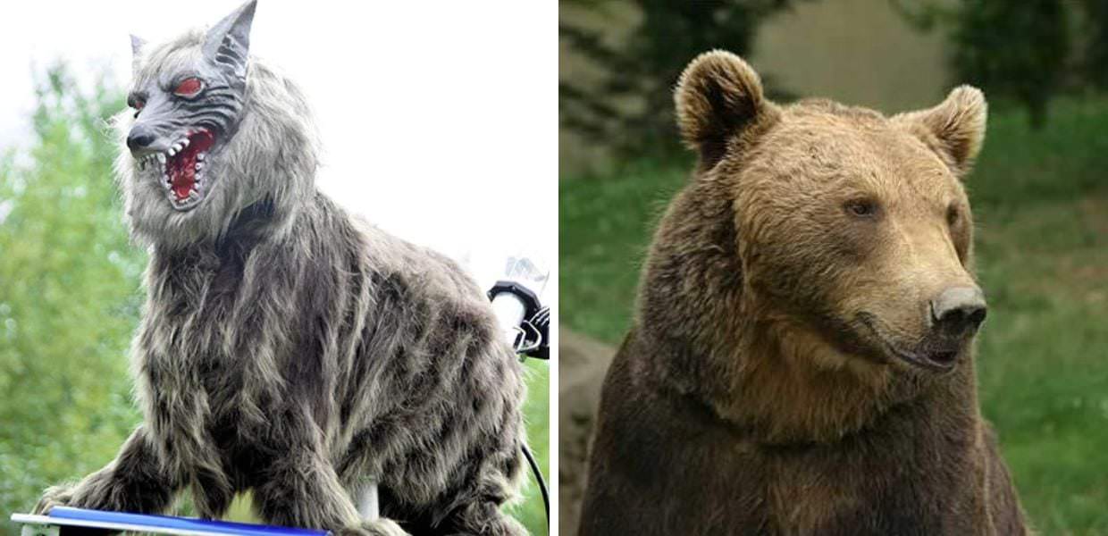 orsi trentino lupi robot