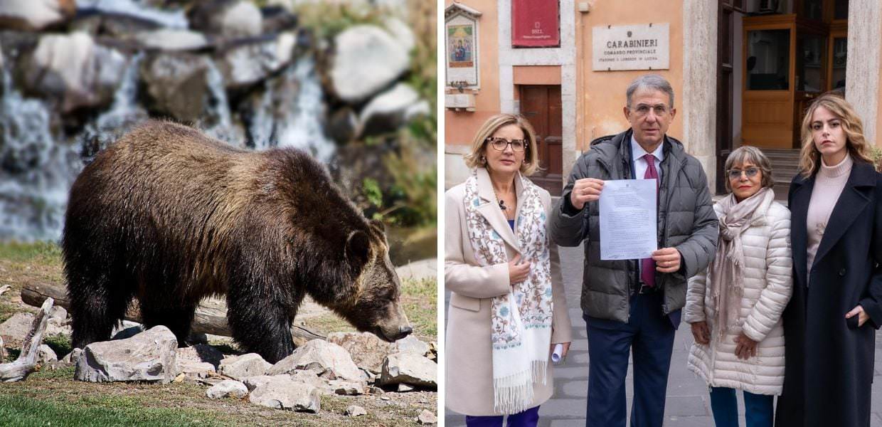 Uccisione dell'orso M91, Sergio Costa denuncia Maurizio Fugatti