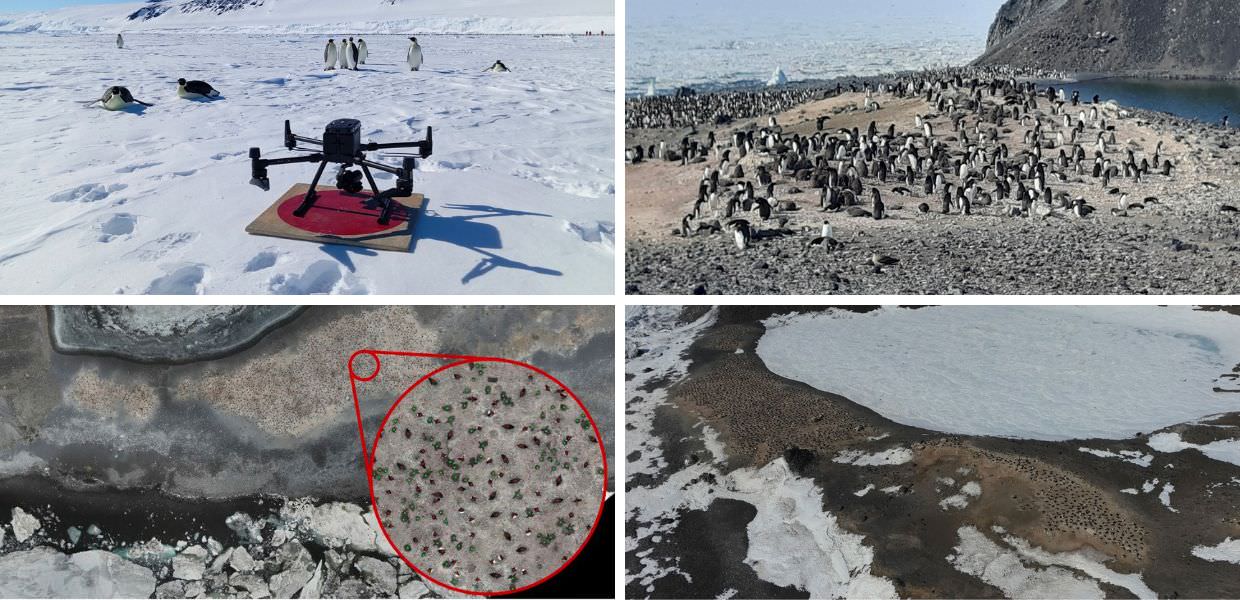 pinguini antartide enea