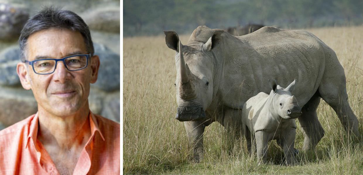 rinoceronti commercio corna