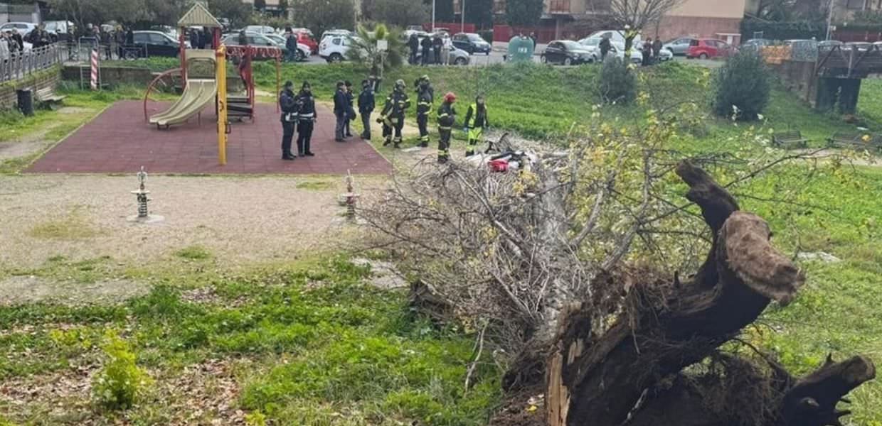 roma donna morta albero