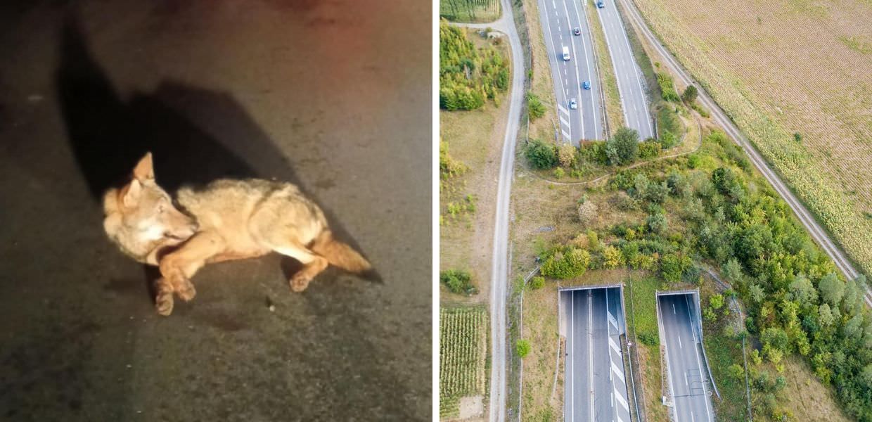 Lupo ucciso da auto a Roma, ecco perché i corridoi faunistici sono una necessità