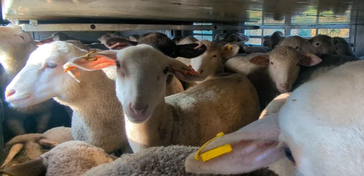 trasporto agnelli natale