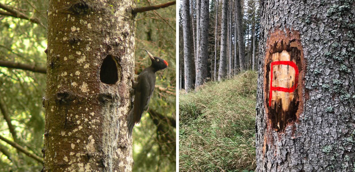 vaia bostrico picchio nero