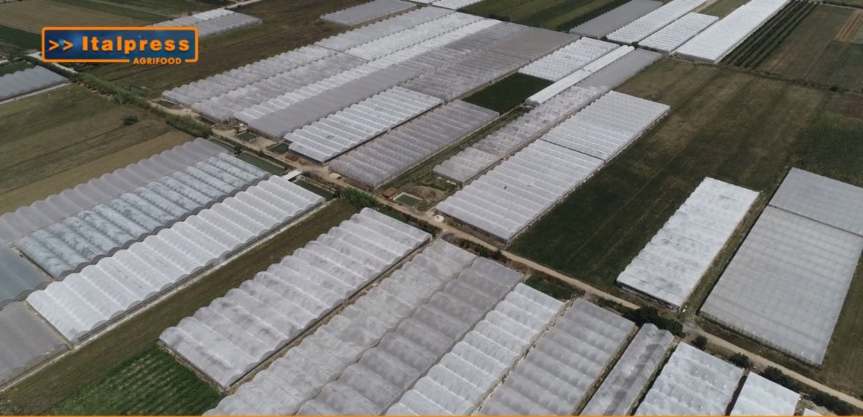 Serra di coltivazione intensiva nella campagna italiana, evidenziando l'importanza della grano duro e dell'agricoltura sostenibile nel Made in Italy.