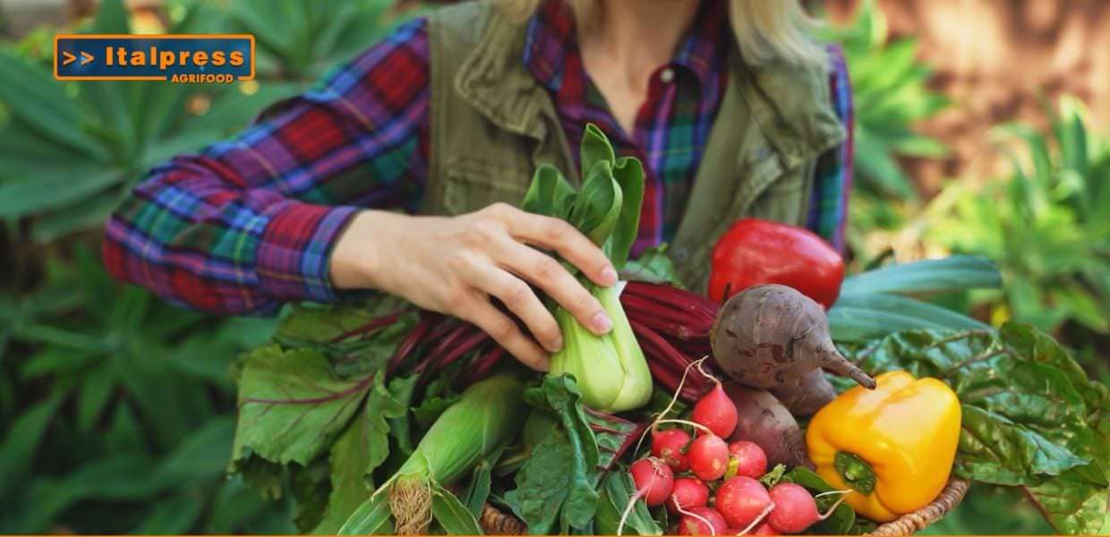 Mani di agricoltore che raccolgono verdure fresche, come peperoni, ravanelli e bietole, simboleggiando la sostenibilità e il biologico in Agrifood Magazine.