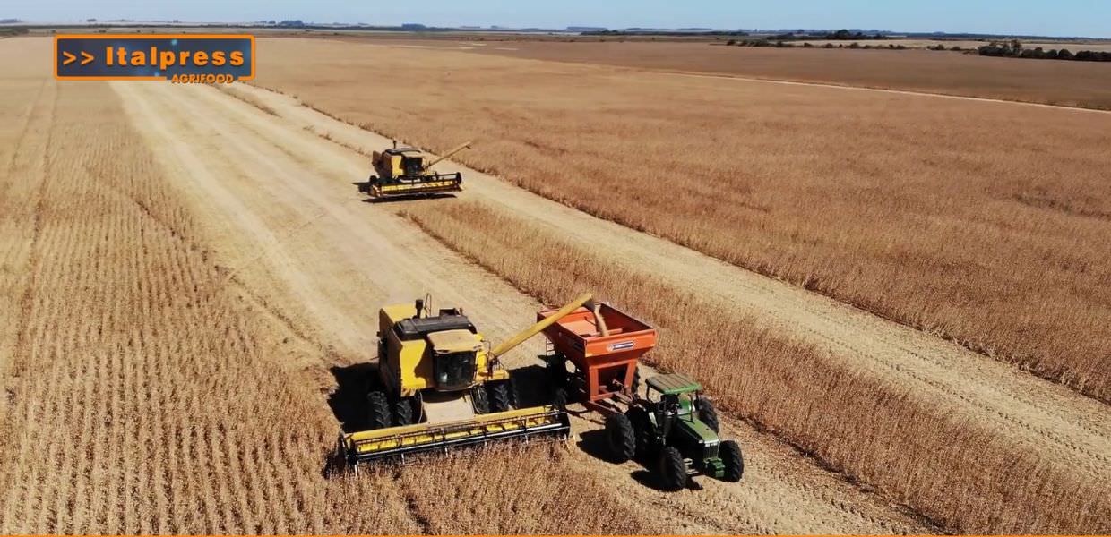 Campo vasto con macchinari agricoli in azione per il raccolto di grano duro, evidenziando la tecnologia nell'agricoltura moderna. Agrifood Magazine.