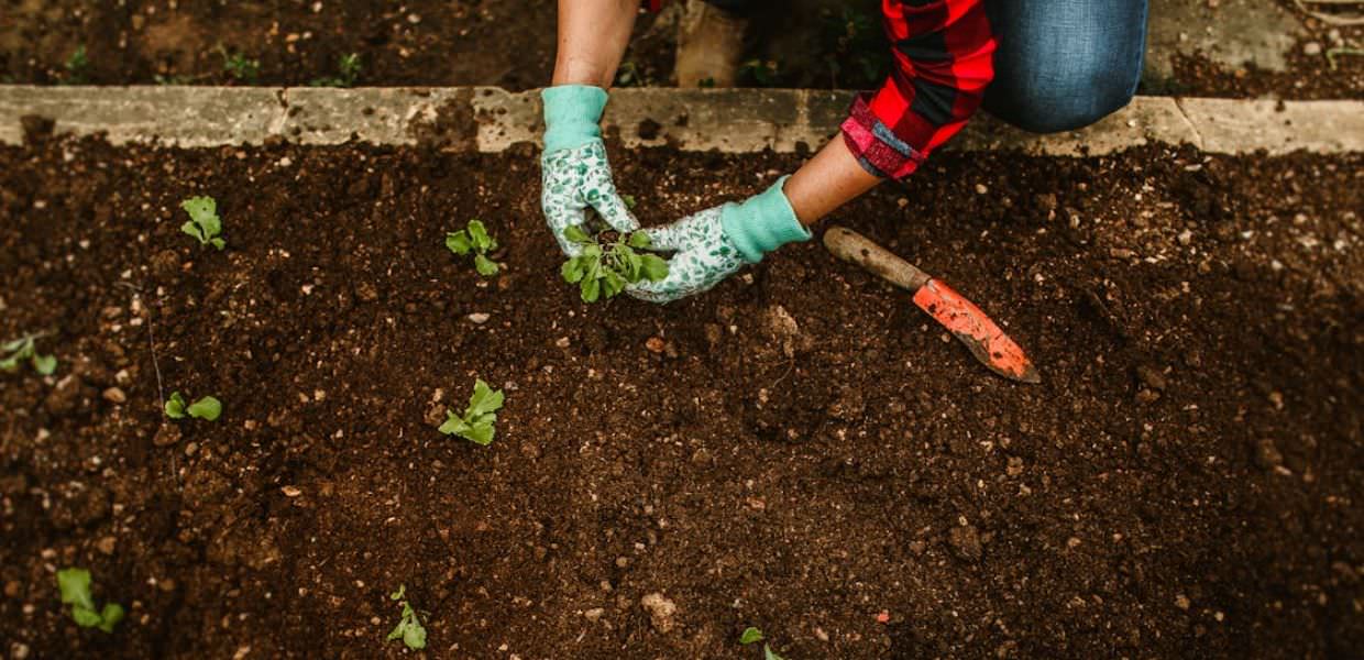 Combattere i PFAS nel terreno con il carbone, la sperimentazione in Veneto