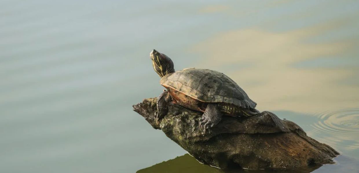 I PFAS danneggiano anche la salute degli animali