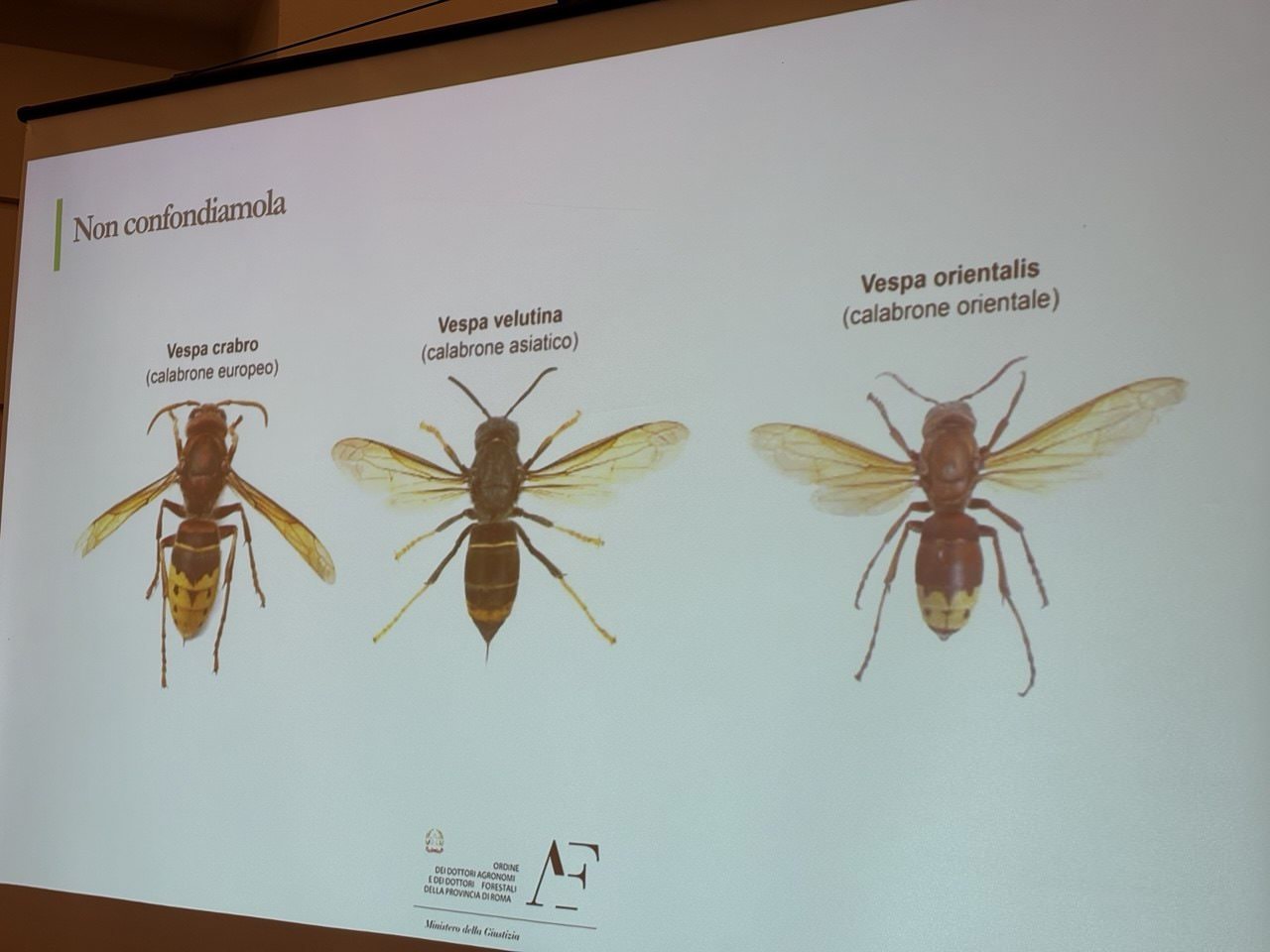 Immagine comparativa di vespe: Vespa crabro, Vespa velutina e Vespa orientalis, utile per mantenere l'ecosistema in equilibrio.