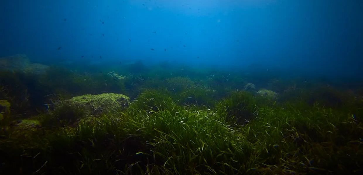 Inquinamento da farmaci, l'impatto dell'ibuprofene sulle piante marine