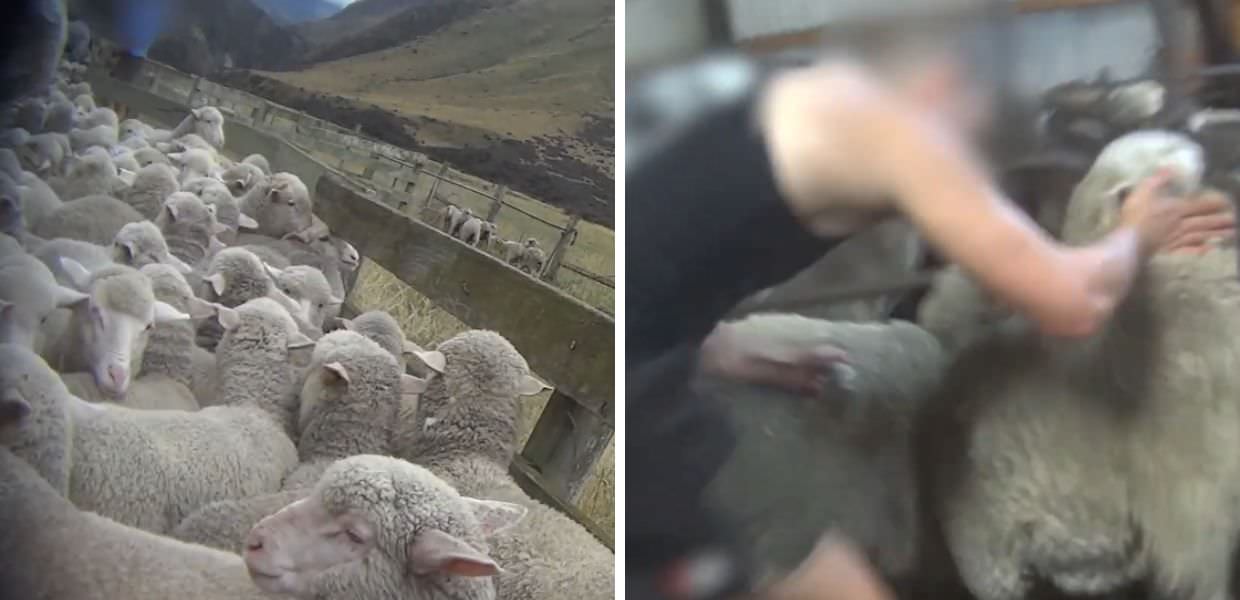 Pecore in Nuova Zelanda, vittime di maltrattamenti. Inchiesta PETA sulla produzione di lana etica mostra pratiche crudeli e ingannevoli.