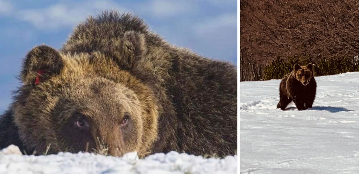 Abruzzo, due anni senza l'orso Juan Carrito. Il Parco: "Ecco cosa ci ha insegnato"
