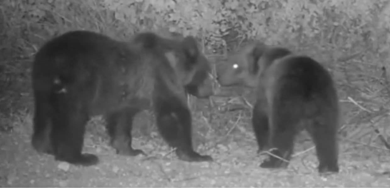 Abruzzo, avvistati due giovani orsi: potrebbero essere i figli di Amarena | VIDEO
