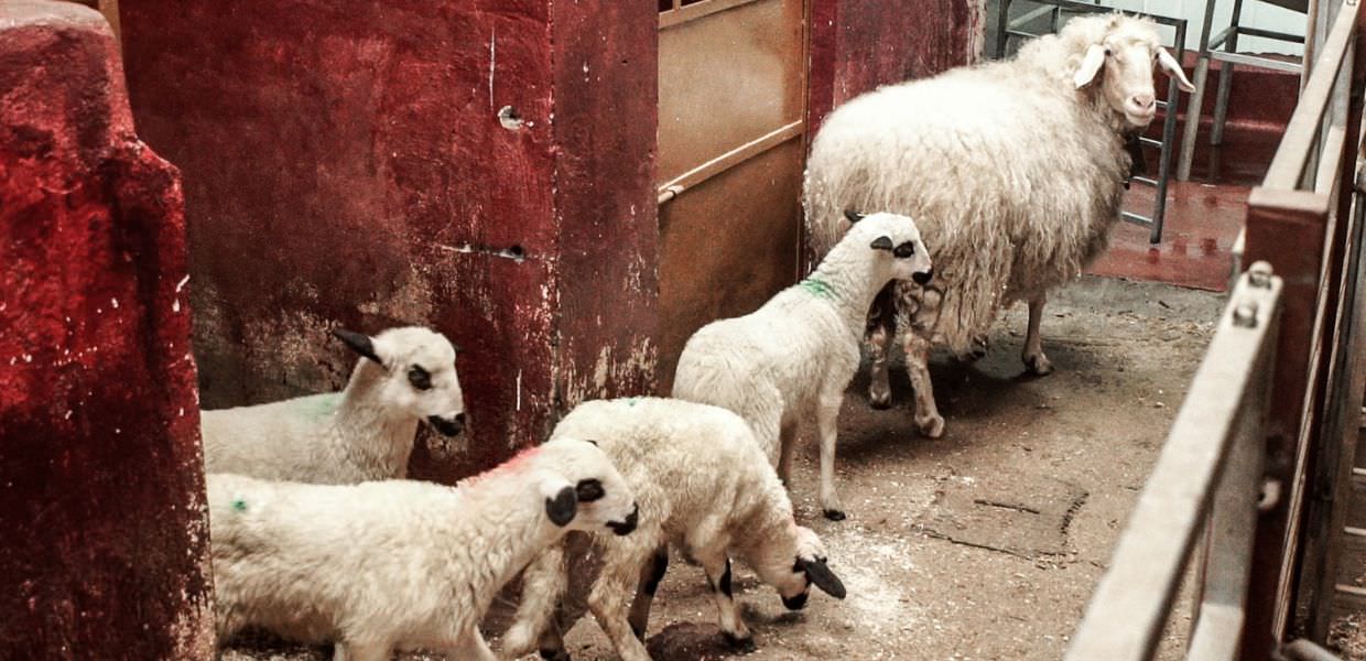 Ecco come una "pecora Giuda" conduce gli agnelli al macello | VIDEO