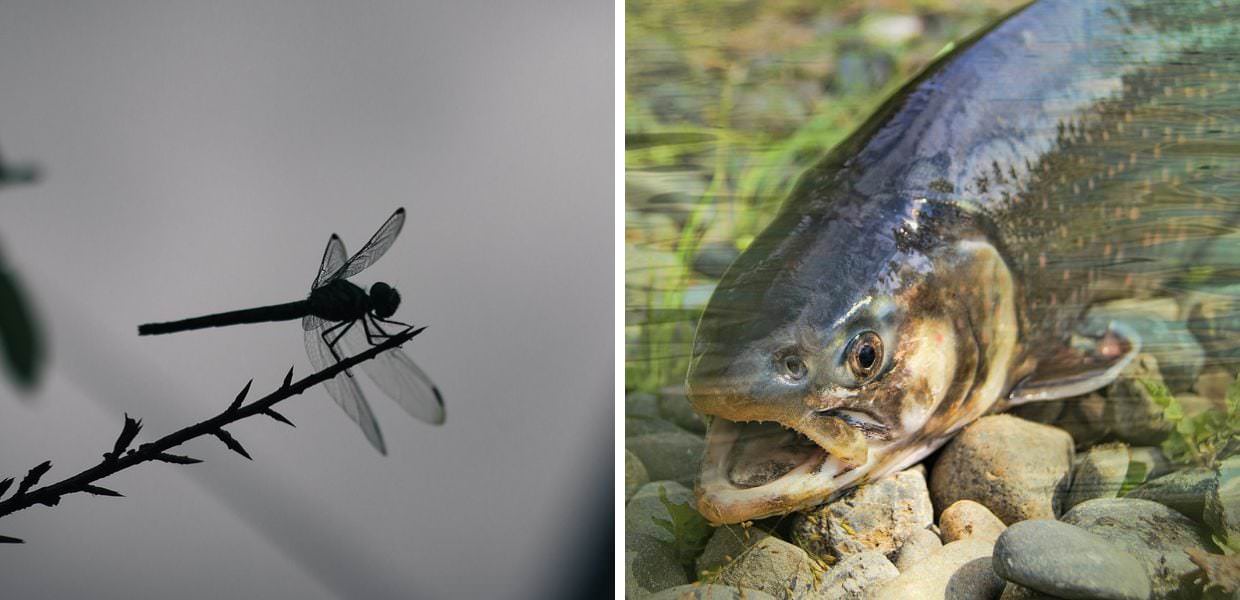 Biodiversità, a rischio un quarto degli animali d'acqua dolce