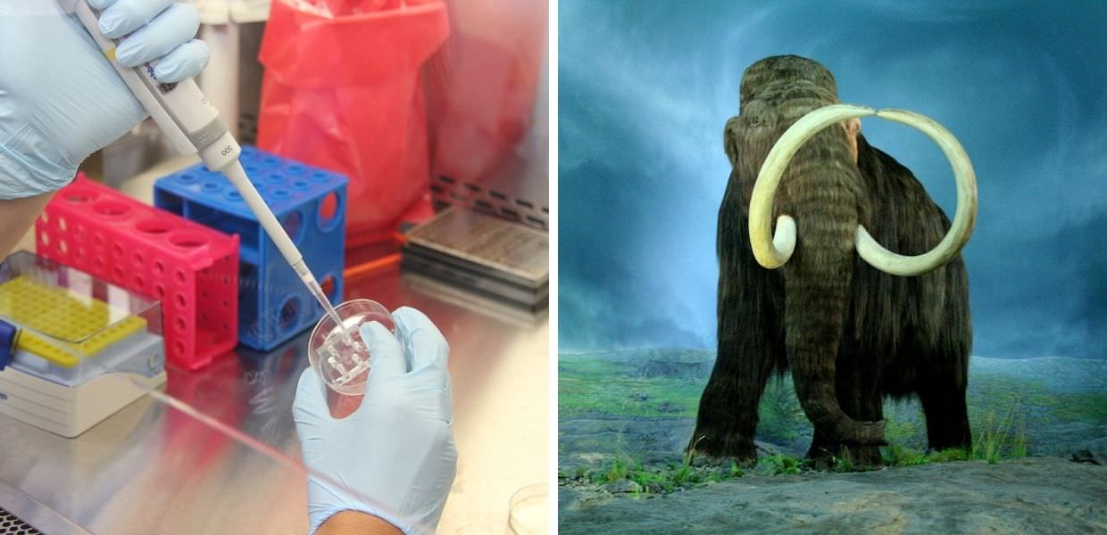 Animali, verso la "de-estinzione": il mammut pronto a tornare sul pianeta Terra
