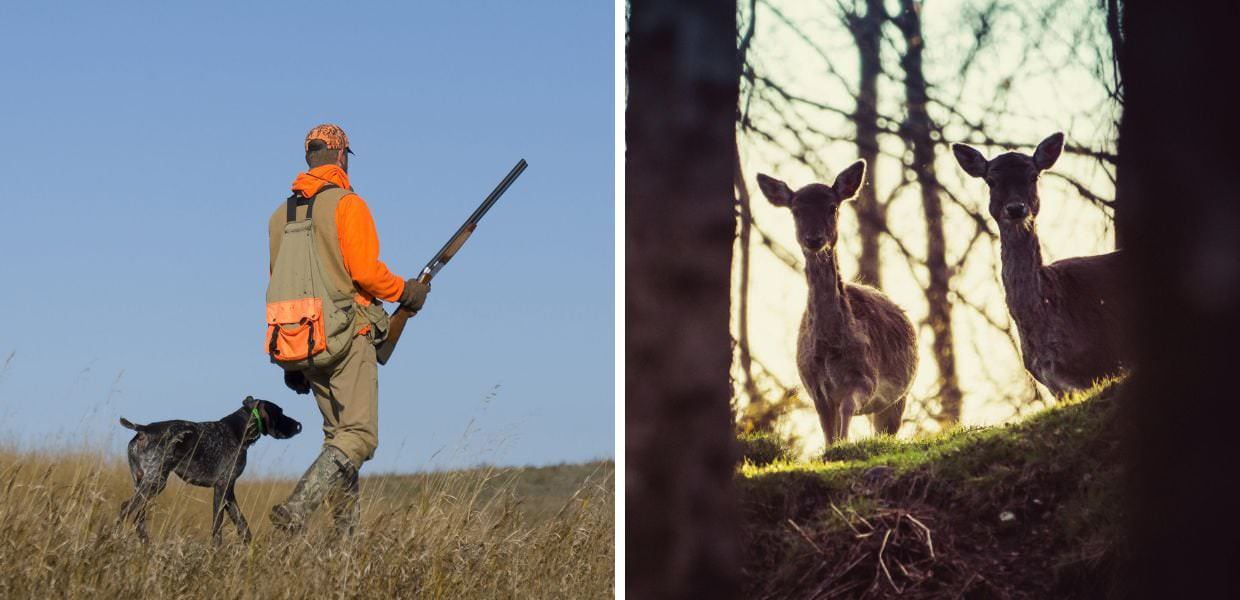 Caccia in Italia, chiude (tra incidenti e polemiche) la stagione venatoria 2024/2025