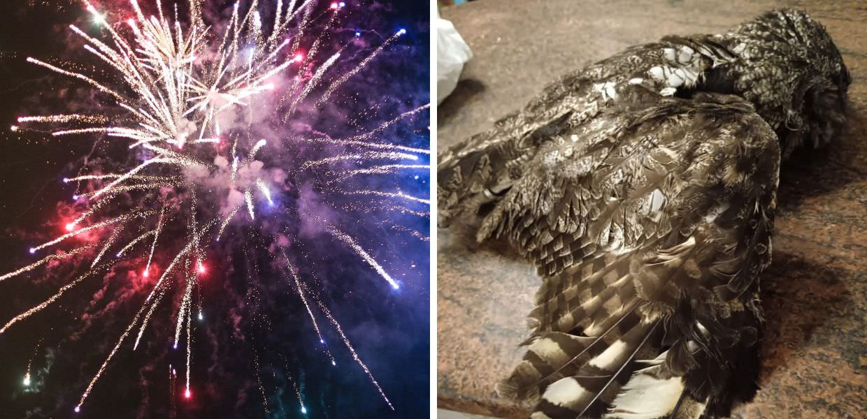 Botti di Capodanno 2025, la strage silenziosa degli animali