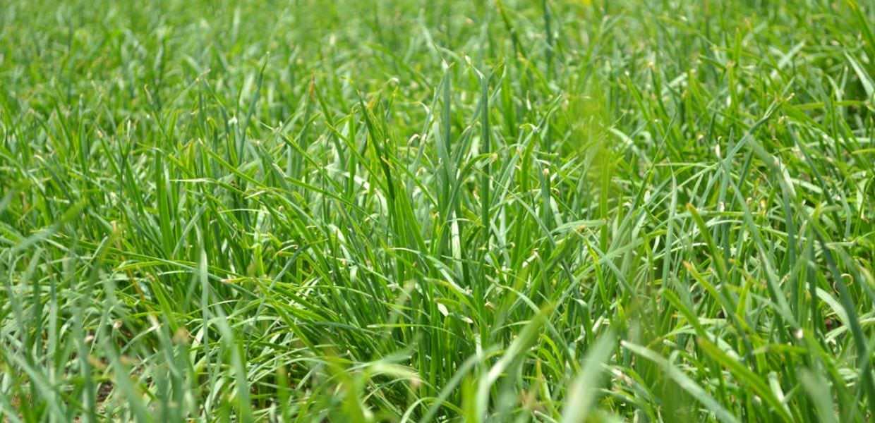 Nel Regno Unito trovata la prima erbaccia resistente al glifosato