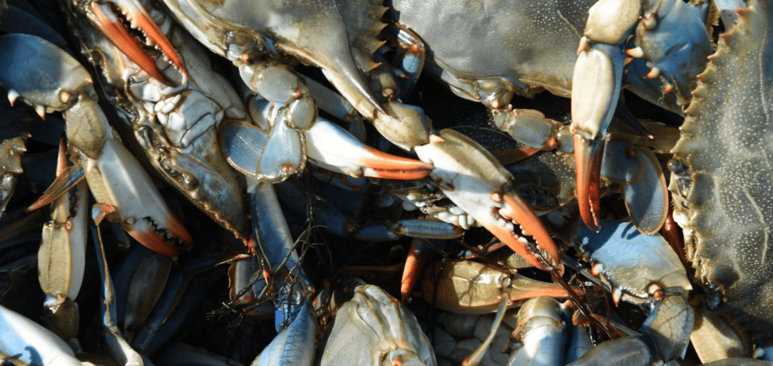 Granchio blu in gruppo, evidenziando l'impatto ecologico. La specie sta influenzando l'equilibrio marino, ora con l'intervento dei polpi.