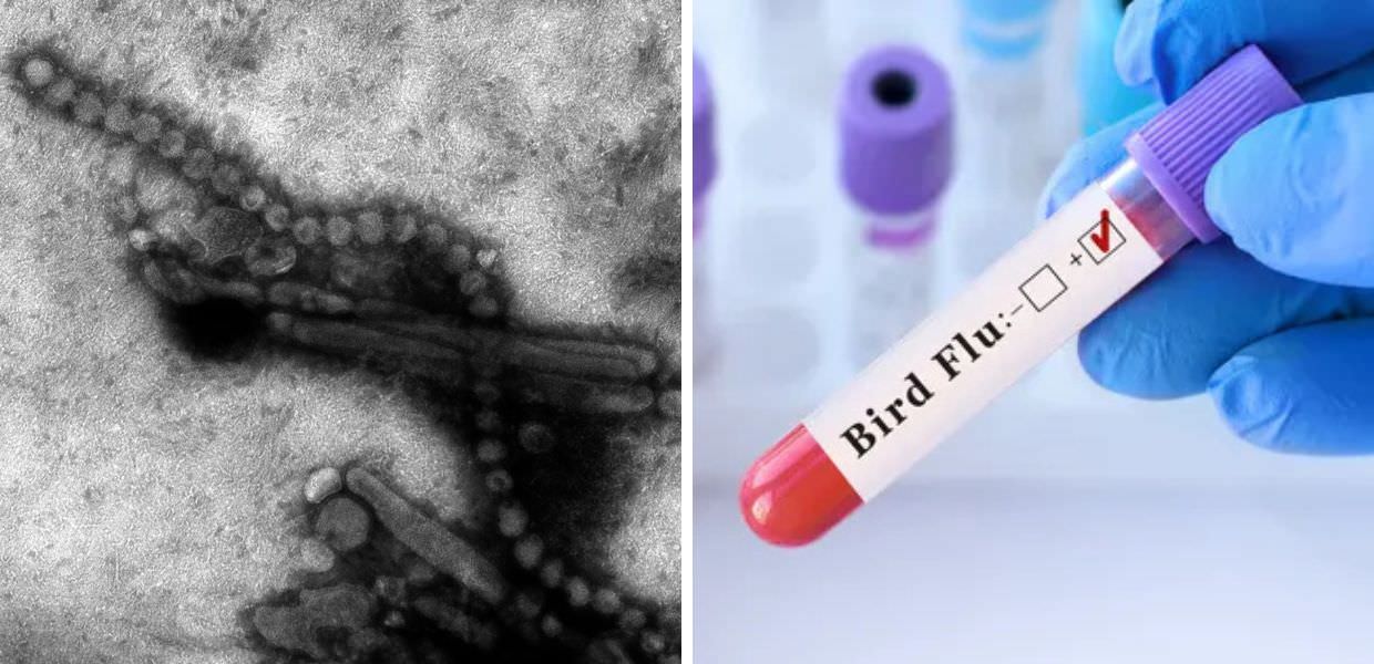 Influenza aviaria, EMA: "Possibile una pandemia". Ecco come prevenire il contagio