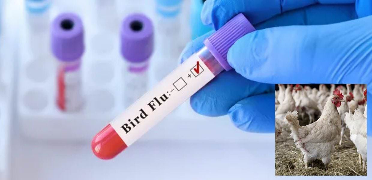 Influenza aviaria in Italia, aumentano i casi. Ecco come prevenire il contagio