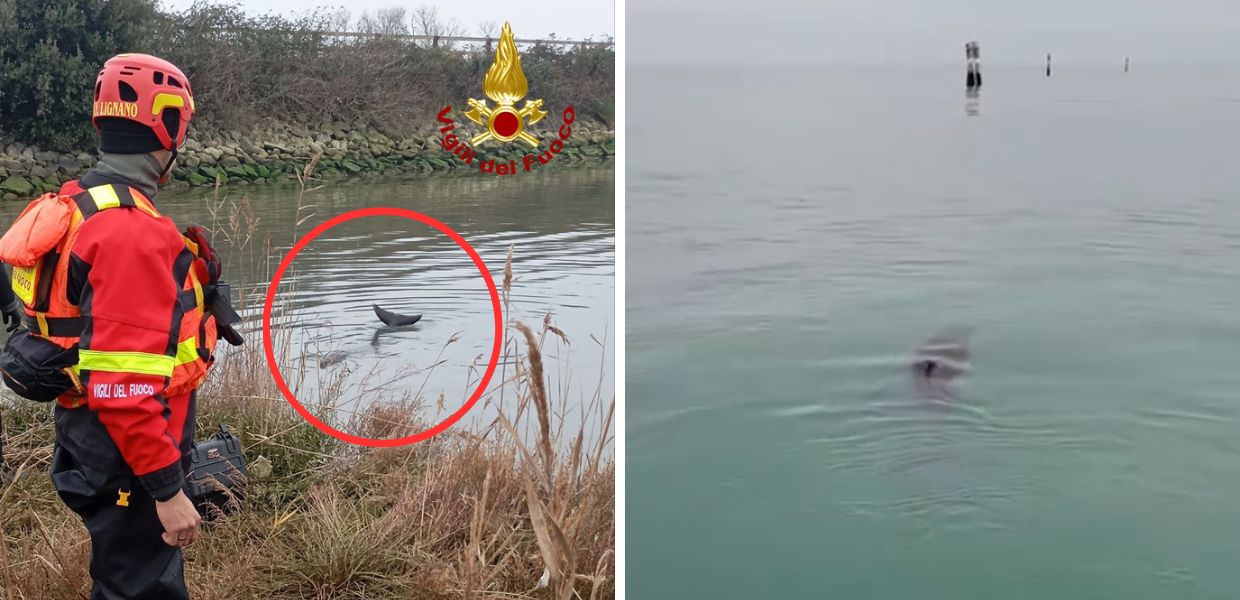 Lignano Sabbiadoro, Vigili del Fuoco salvano delfino | VIDEO