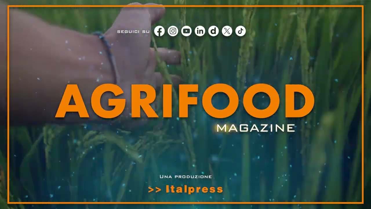 Logo di Agrifood Magazine con focus sull'agricoltura biologica e olio extravergine d’oliva, enfatizzando la dieta mediterranea.